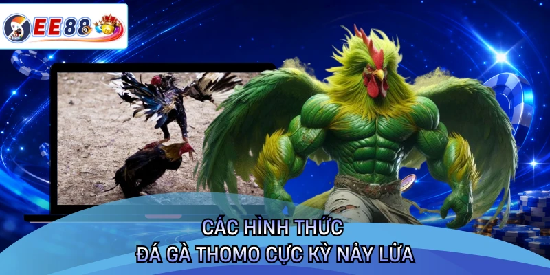 Các hình thức đá gà Thomo cực kỳ nảy lửa