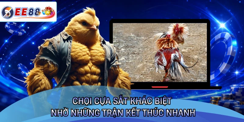 Chọi cựa sắt khác biệt nhờ những trận kết thúc nhanh